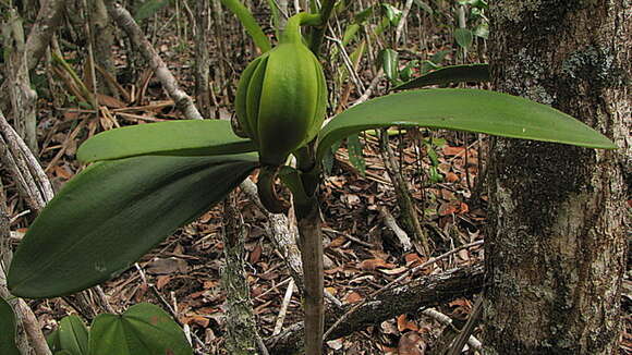 Image of Cattleya granulosa Lindl.