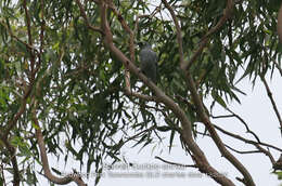 Image of Barred Cuckoo-shrike