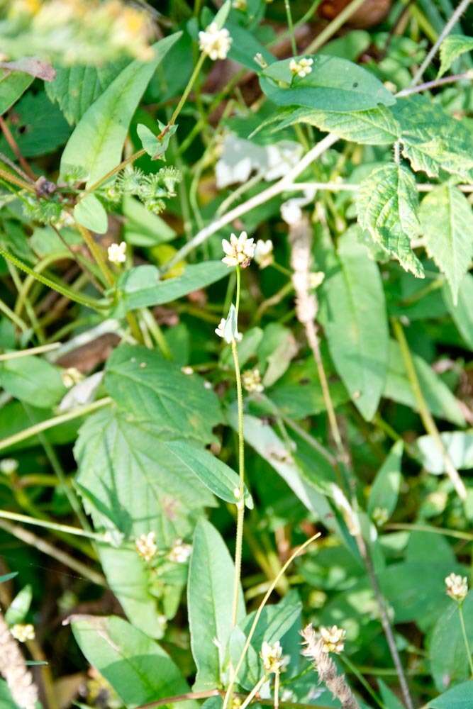 Persicaria sagittata (L.) H. Gross resmi