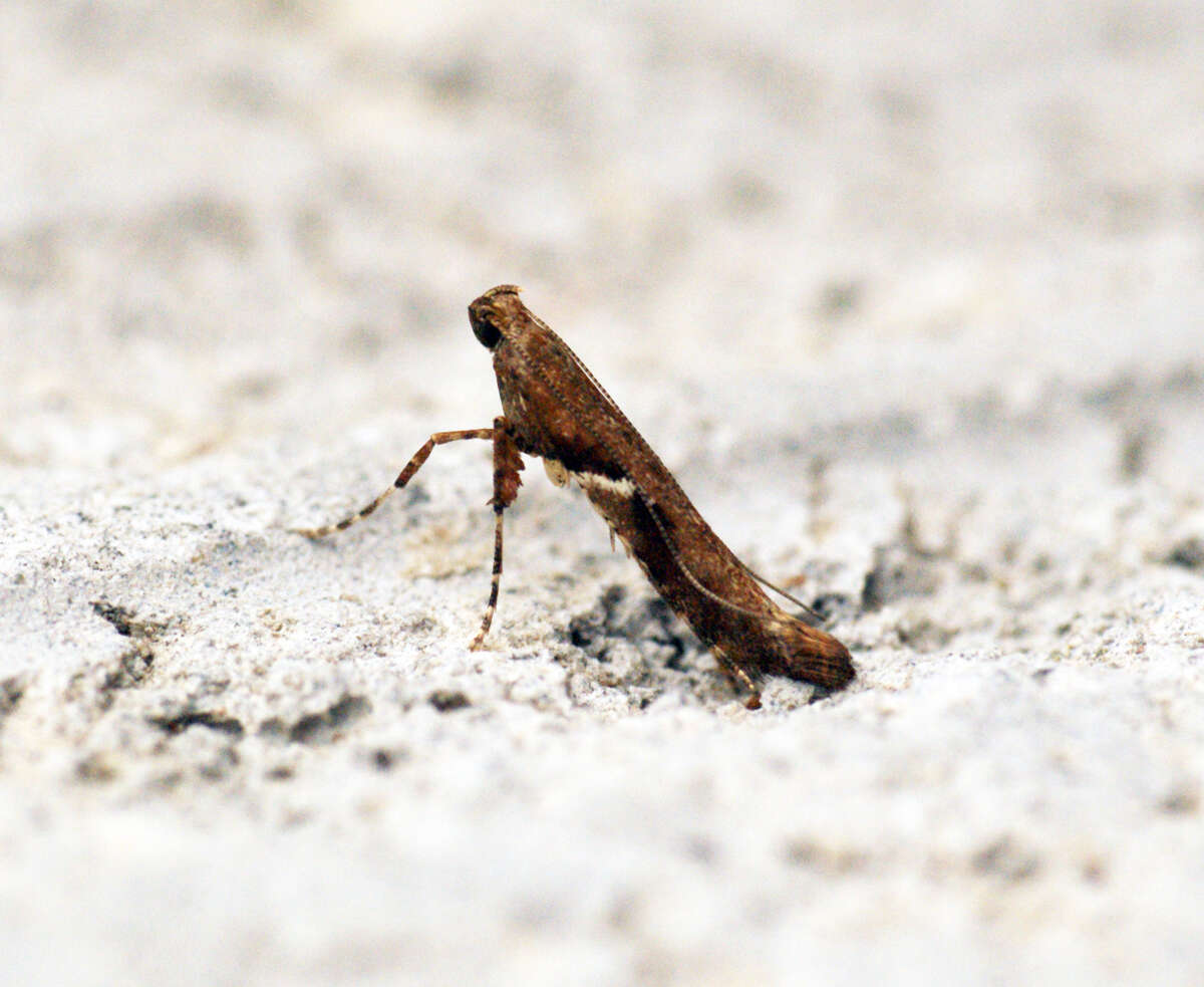 Image of Caloptilia semifascia (Haworth 1828)