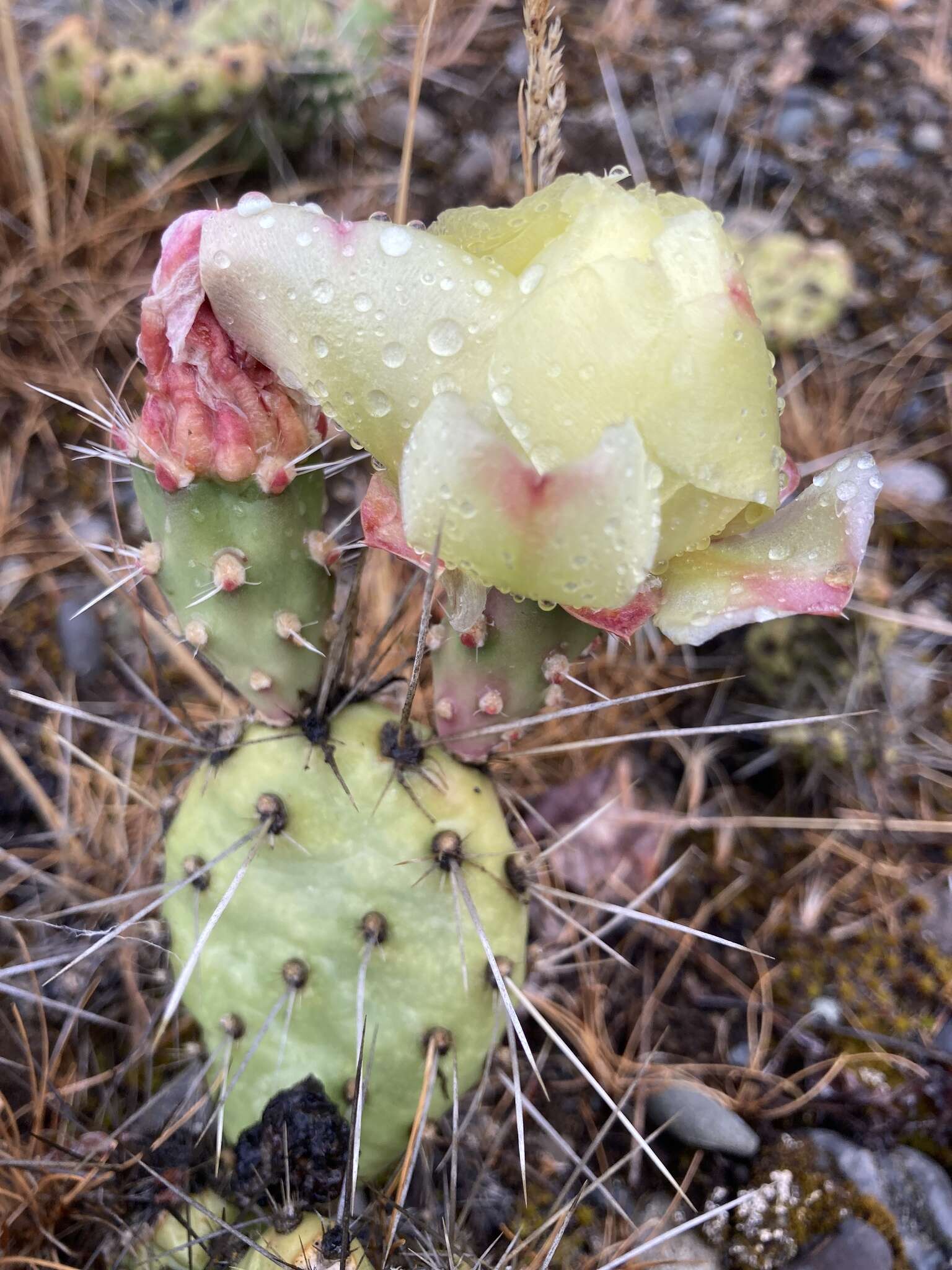 Image of grizzleybear pricklypear