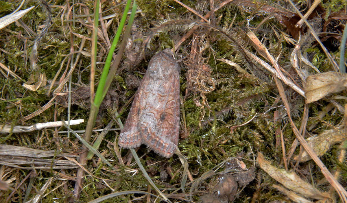 Image of Aster Cutworm