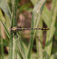 Image of Tamaulipan Clubtail