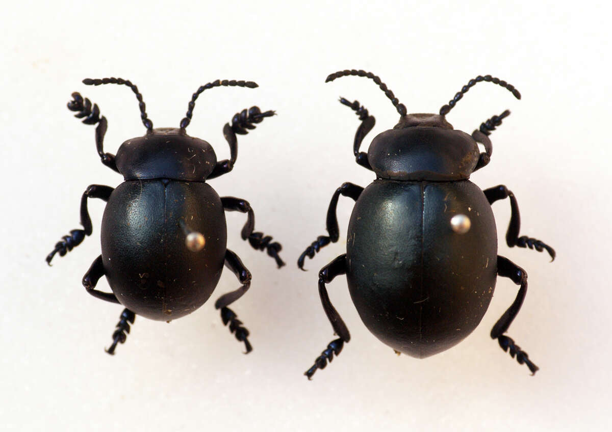 Image of Timarcha tenebricosa