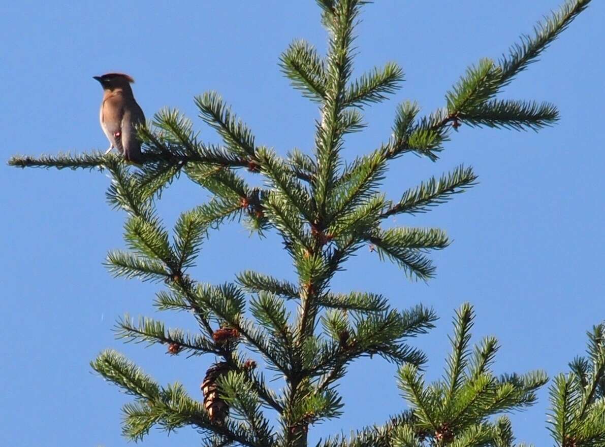 Image of Douglas Fir