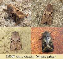 Orthosia gothica Linnaeus 1758 resmi