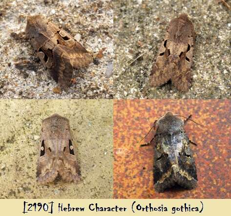 Orthosia gothica Linnaeus 1758 resmi