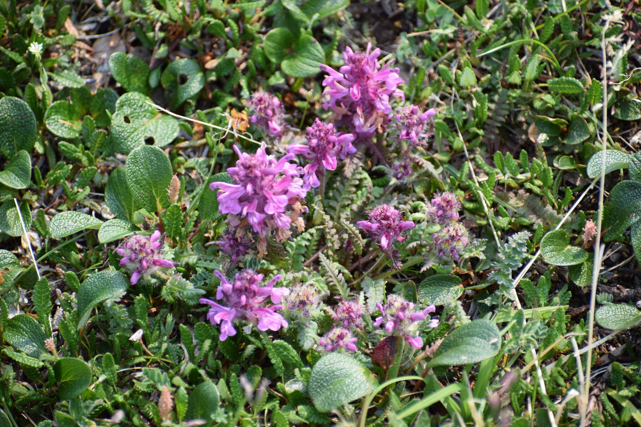 Image of whorled lousewort