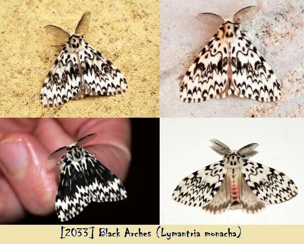 Image of Black Arches