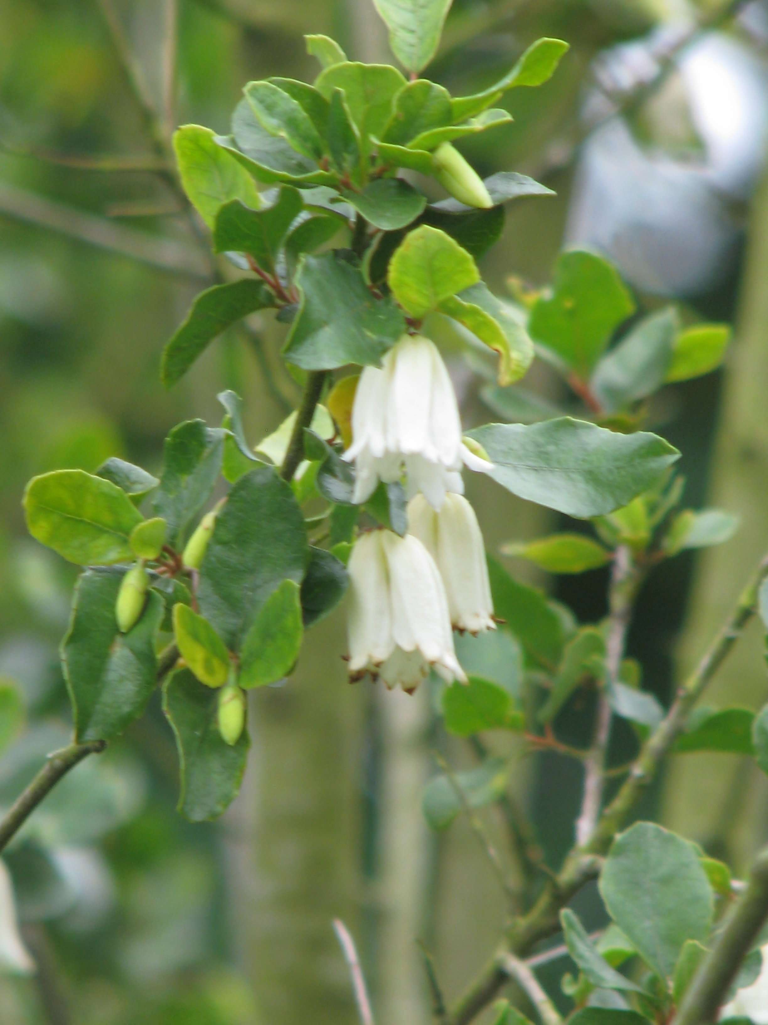 Image of Crinodendron patagua Molina