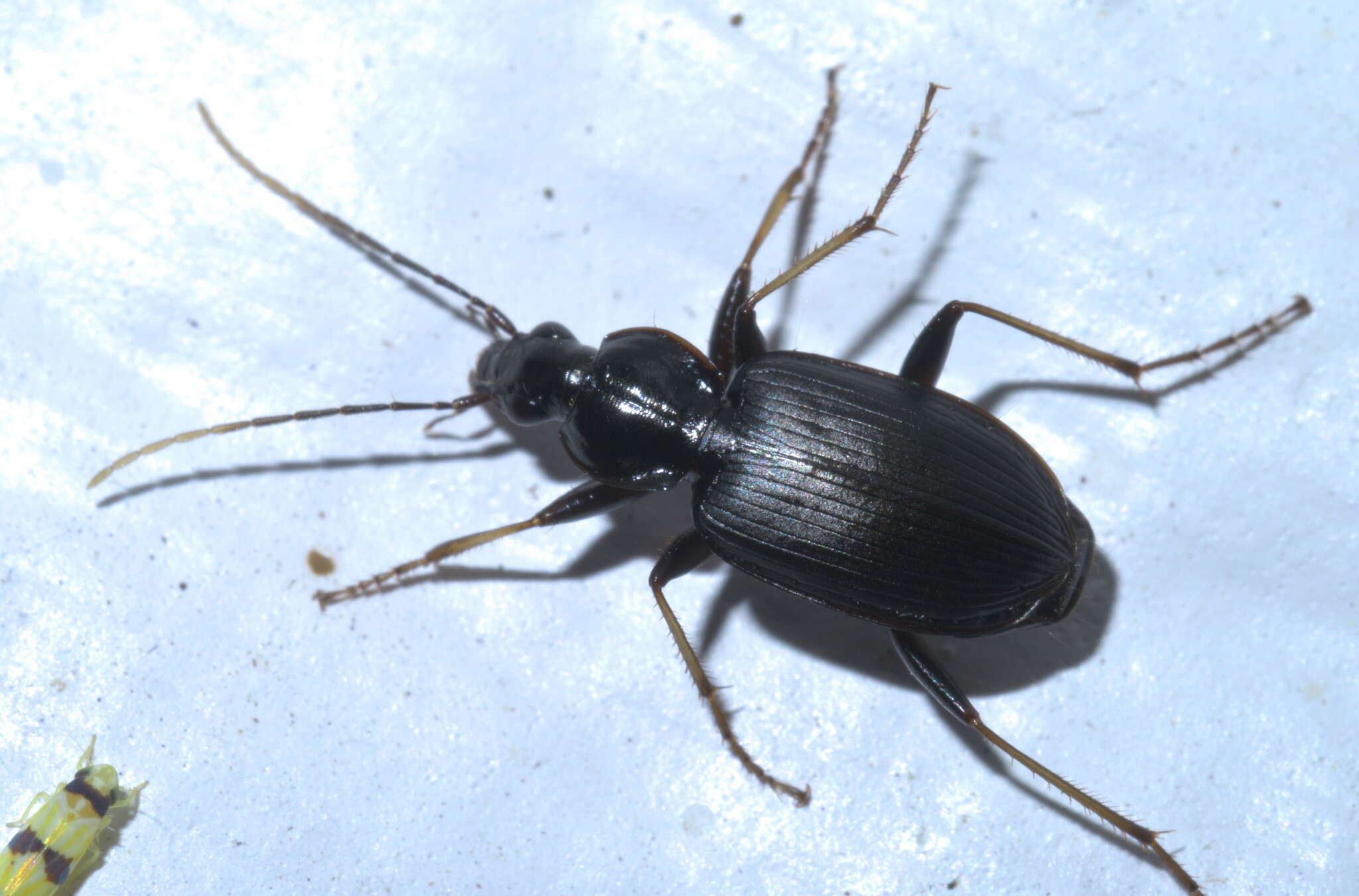 Sivun Agonum (Olisares) albicrus Dejean 1828 kuva