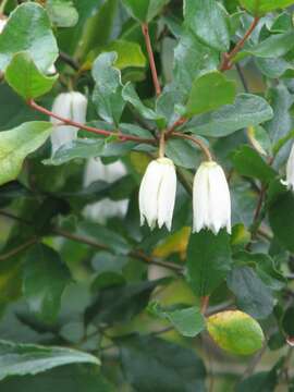 Image of Crinodendron patagua Molina