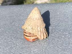 Image of West Indian starsnail