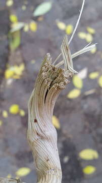 Image of Bengal clock vine