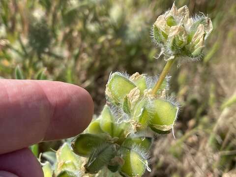 Image de <i>Lupinus <i>microcarpus</i></i> var. microcarpus