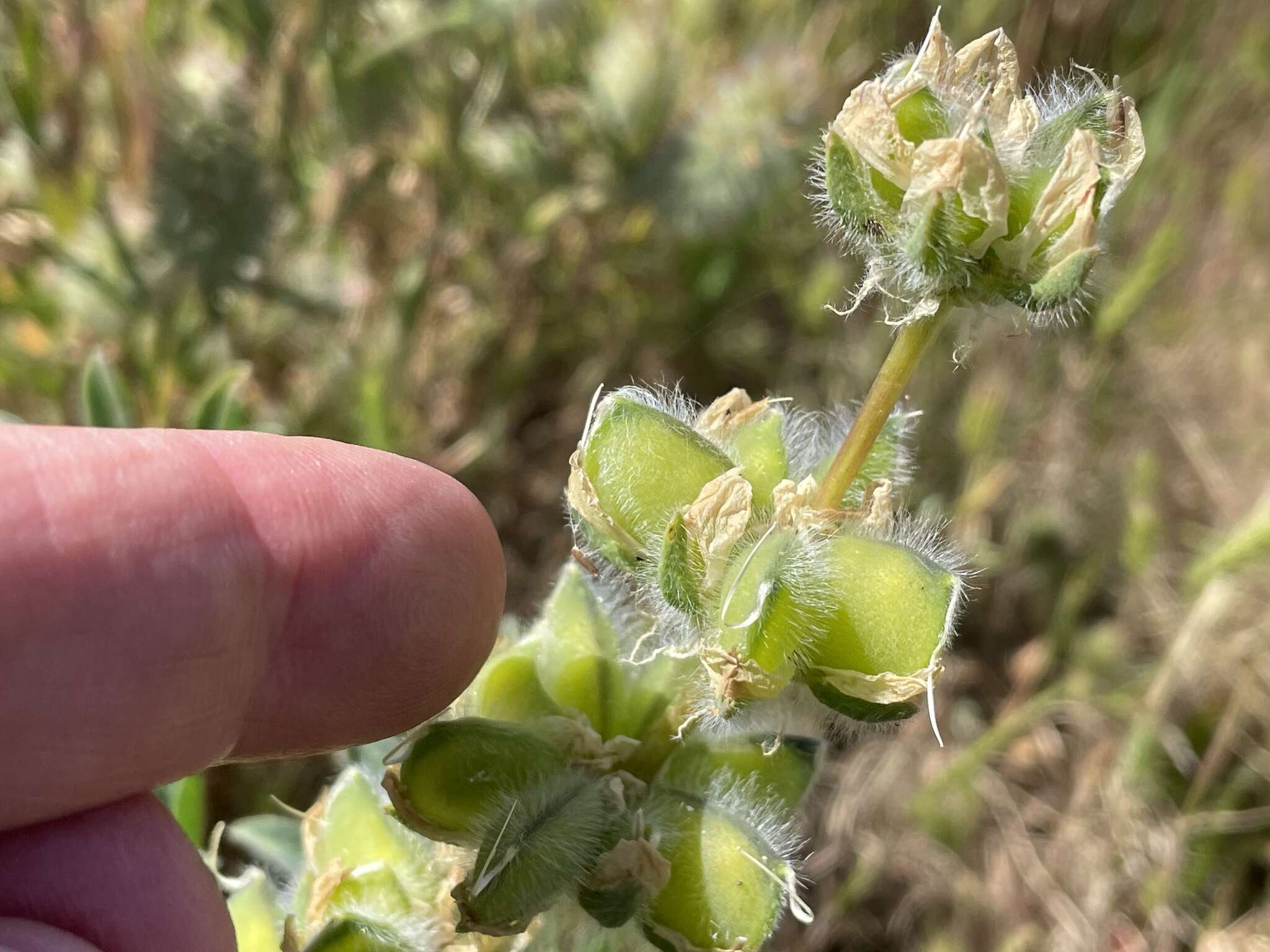 Image of <i>Lupinus <i>microcarpus</i></i> var. microcarpus