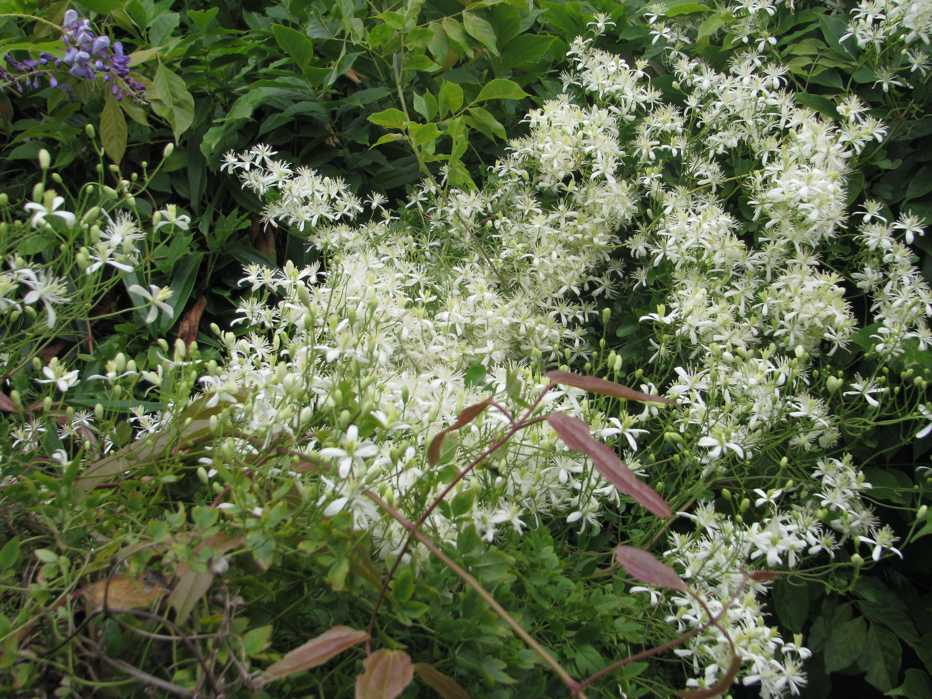 Image of fragrant clematis