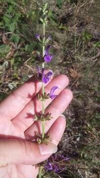 Imagem de Salvia virgata Jacq.