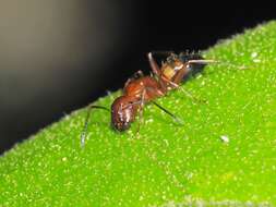 Image of Camponotus snellingi Bolton 1995