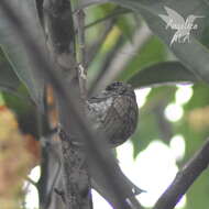 Image of Scaled Piculet