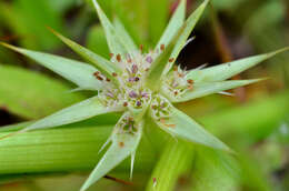 Image of coastal eryngo