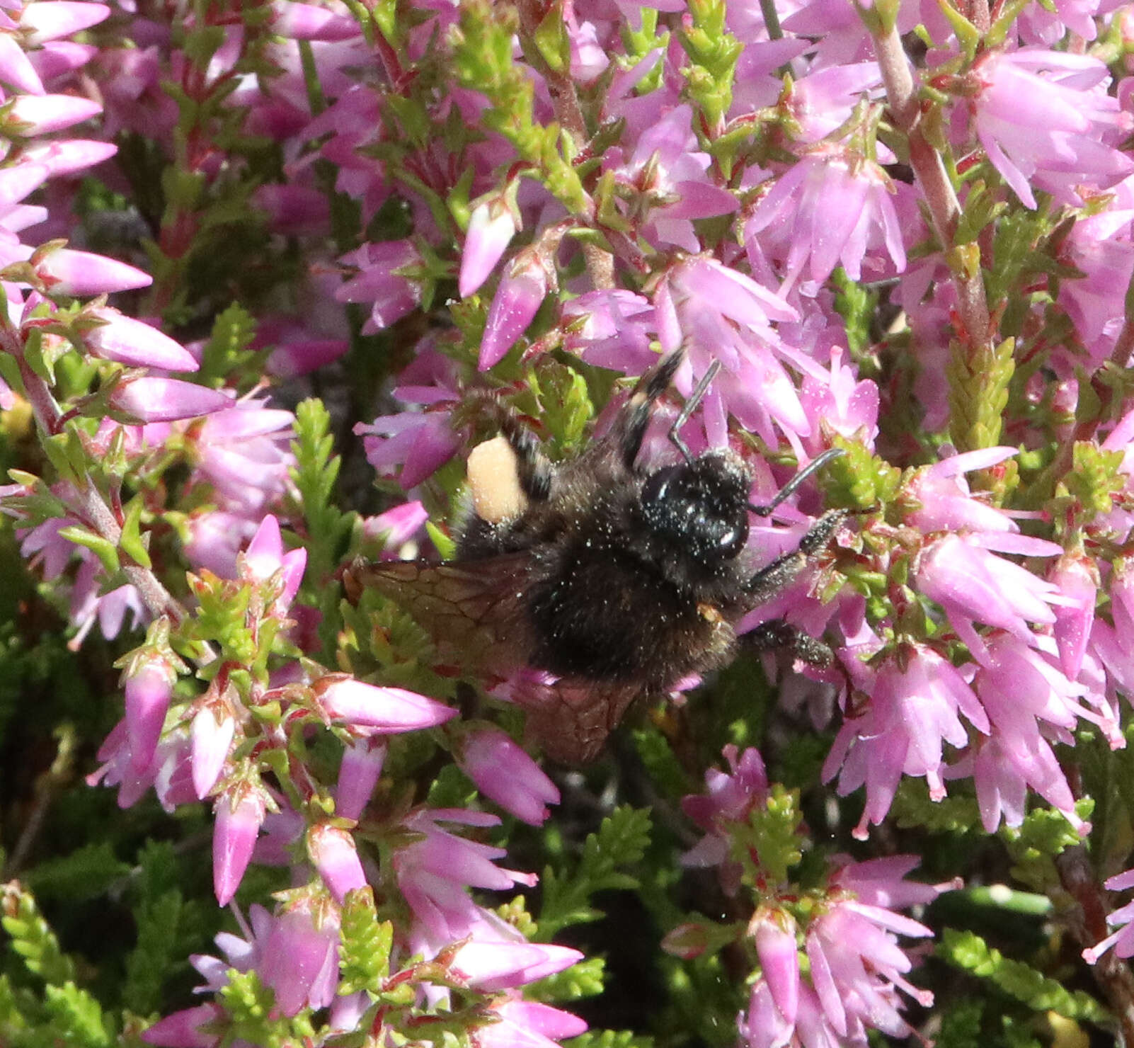 Image of Bombus soroeensis (Fabricius 1776)