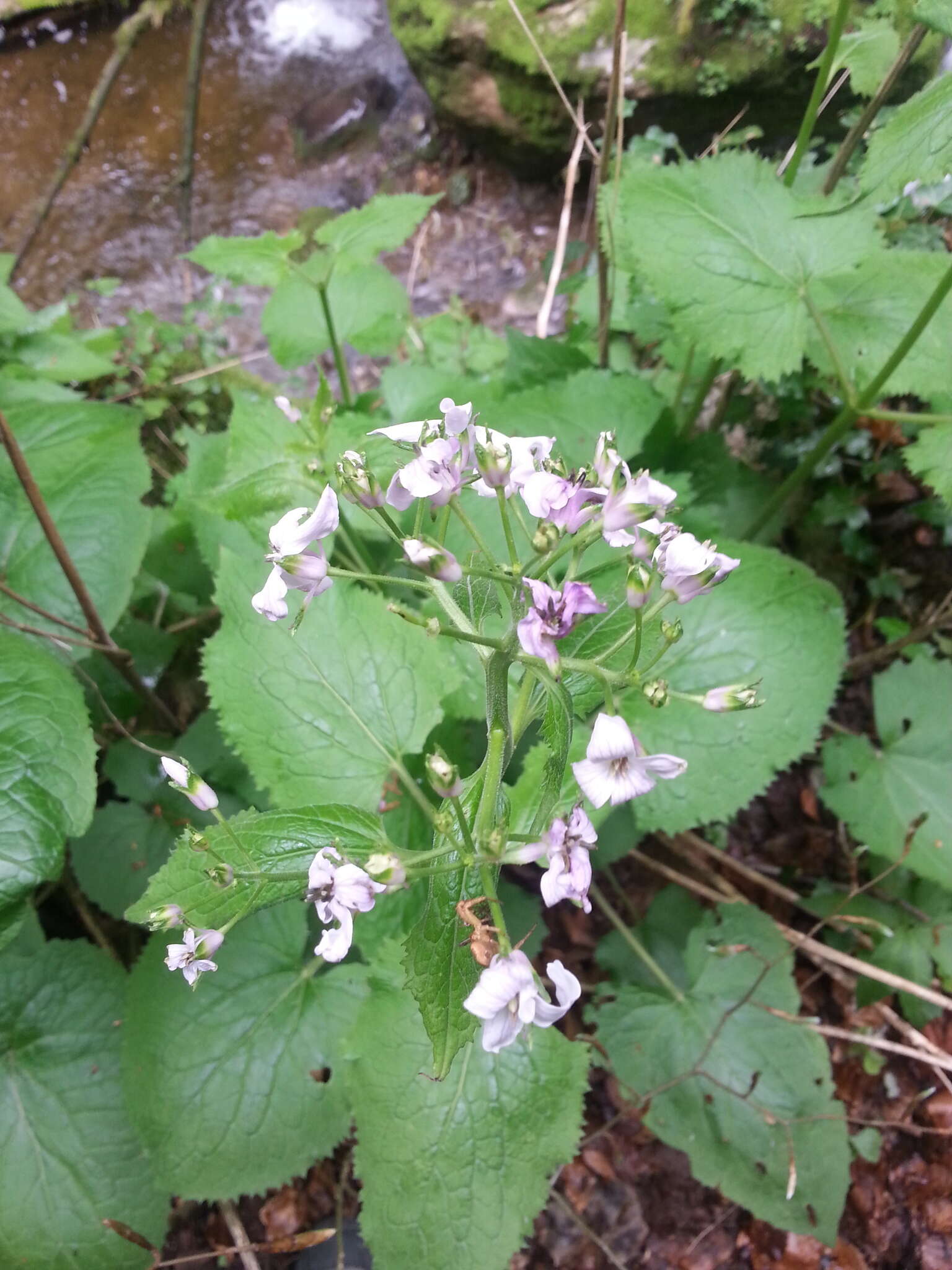 Image de Lunaria rediviva L.