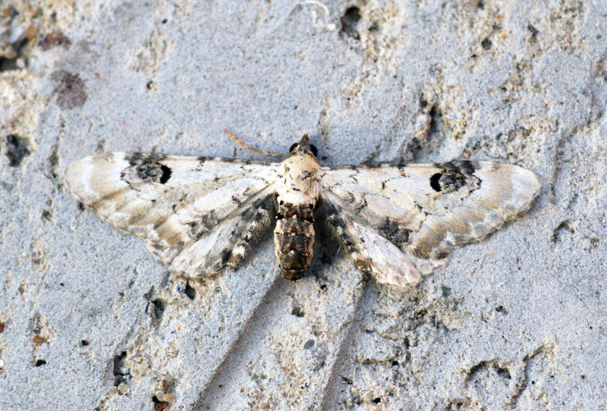 Image of lime-speck pug