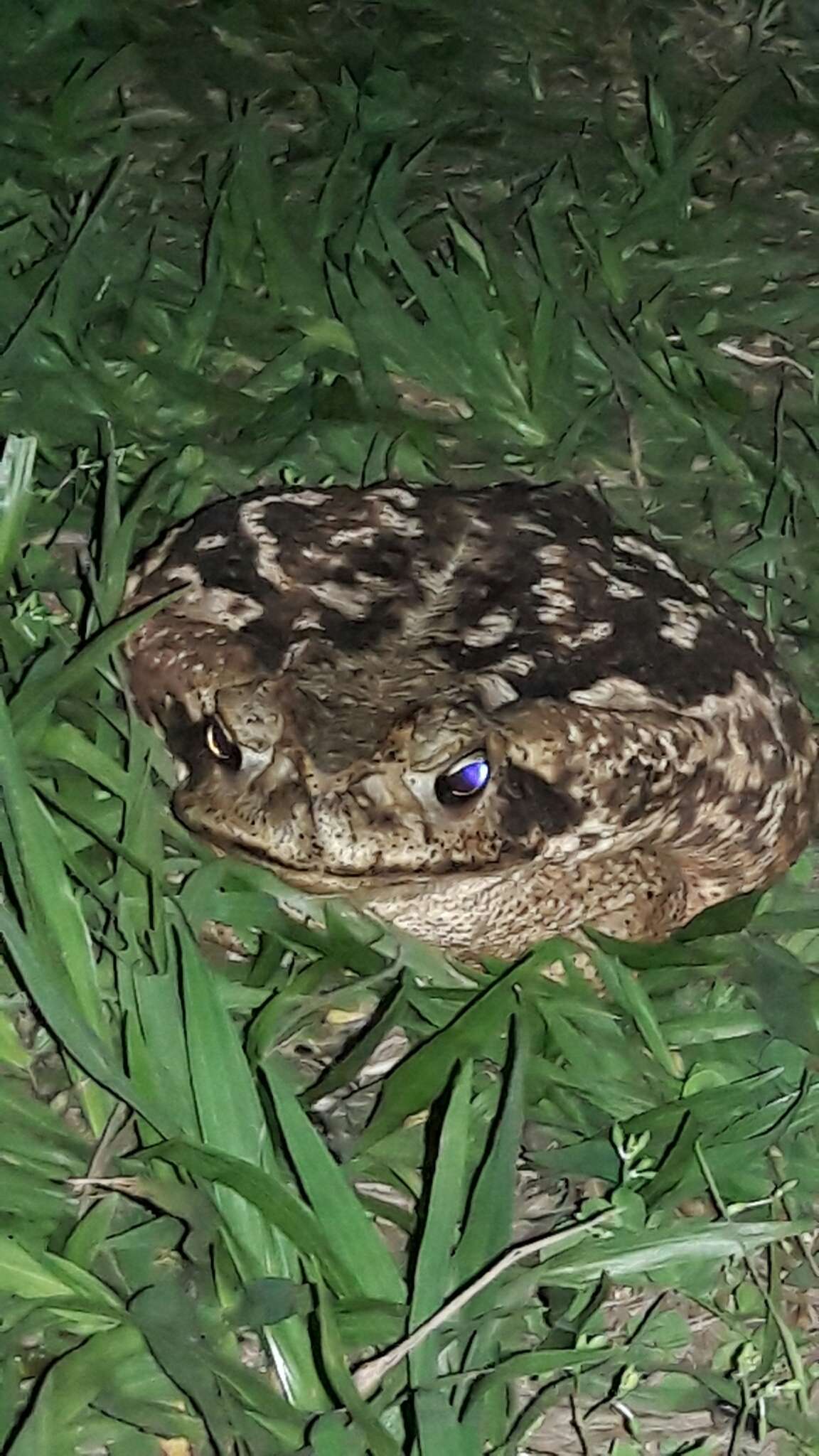 Image of Cururu Toad