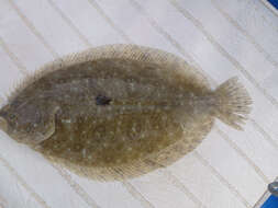 Image of False brill