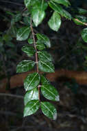 Imagem de Luma apiculata (A. P. de Candolle) Burret