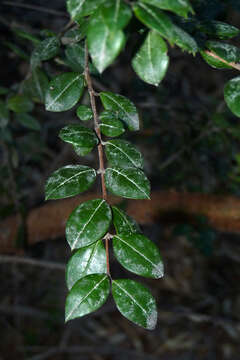 Image of Chilean Myrtle