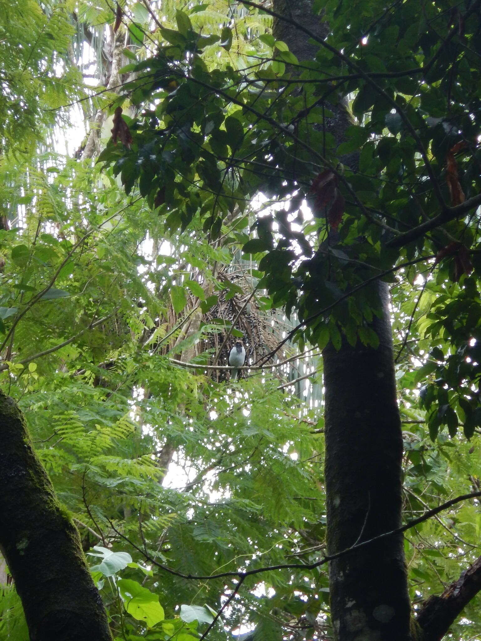 Image of Bearded Bellbird