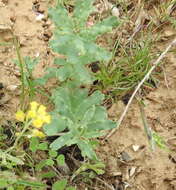 Image of Euphorbia undulata M. Bieb.