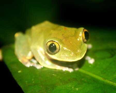 Leptopelis occidentalis Schiøtz 1967的圖片