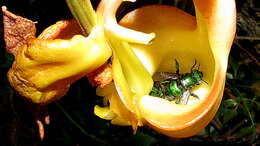 Image of orchid bee