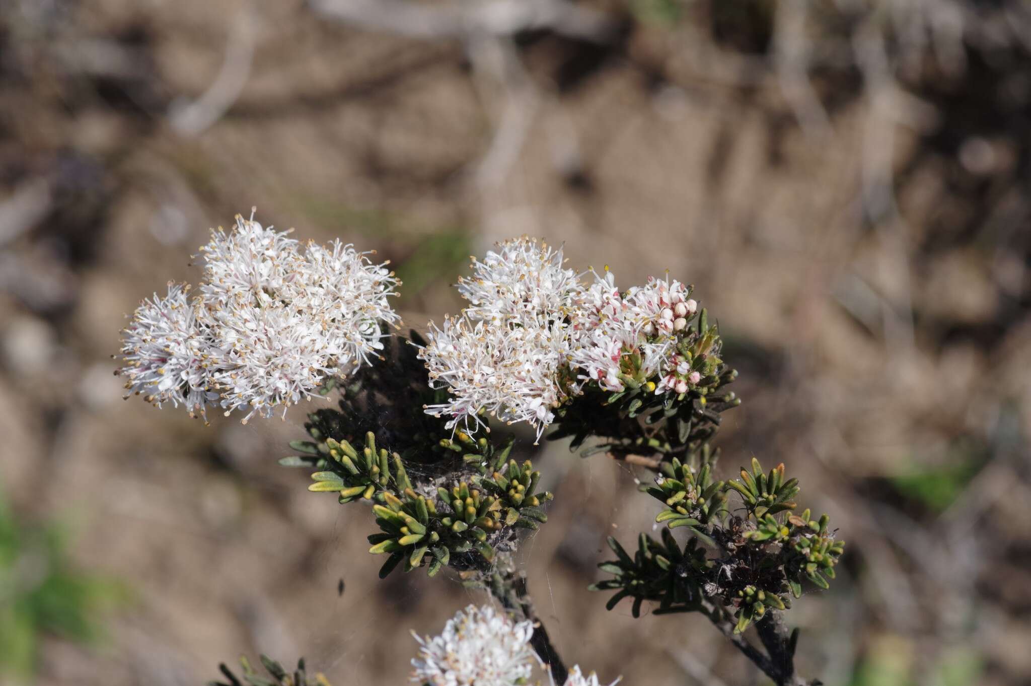 Image of Agathosma gonaquensis Eckl. & Zeyh.