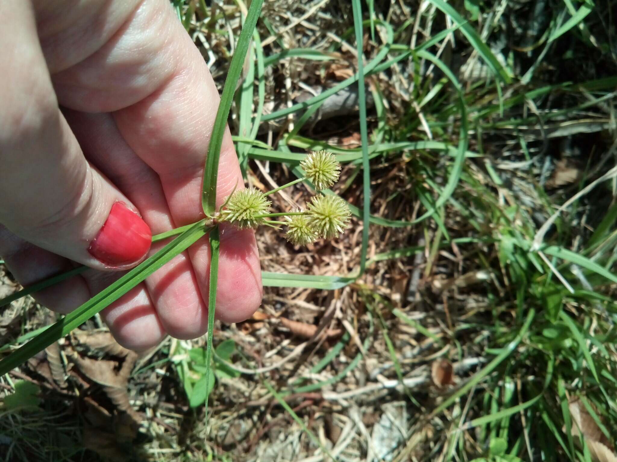 Image of globe flatsedge