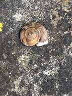 Image of Lapidary Snail