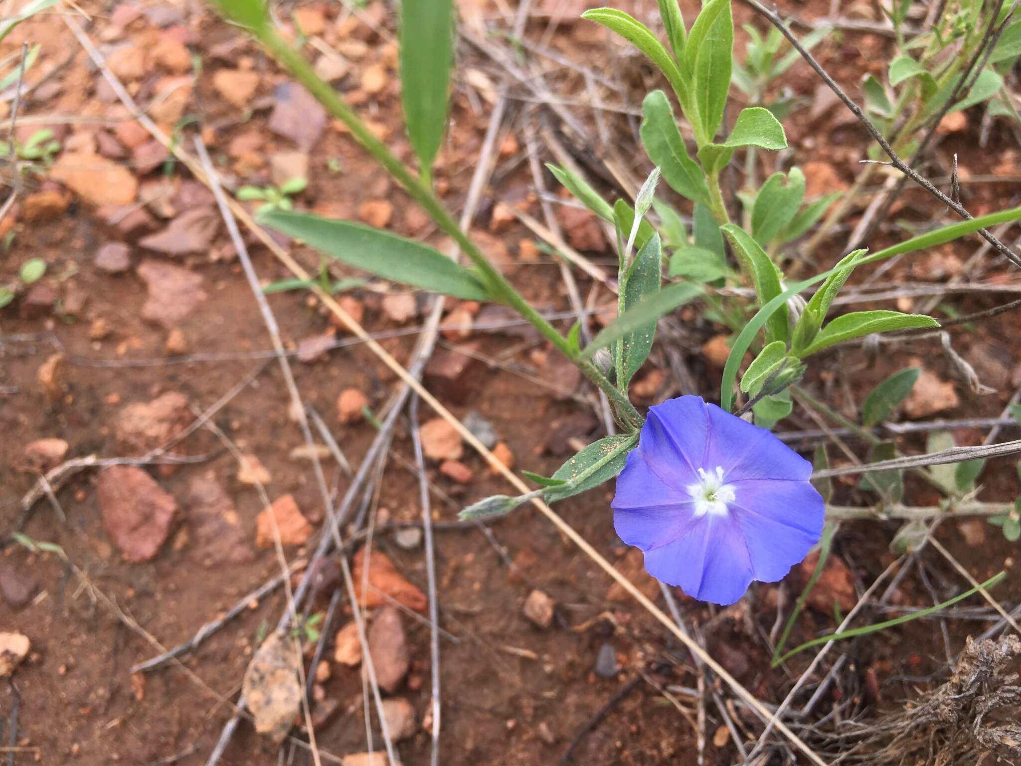 Image of wild dwarf morning-glory