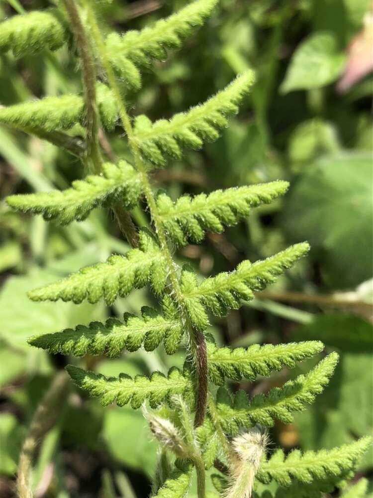 Image of Woodsia mollis (Kaulf.) J. Sm.