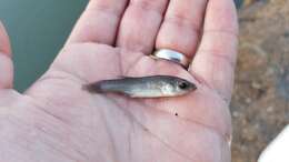 Image of Gulf Killifish