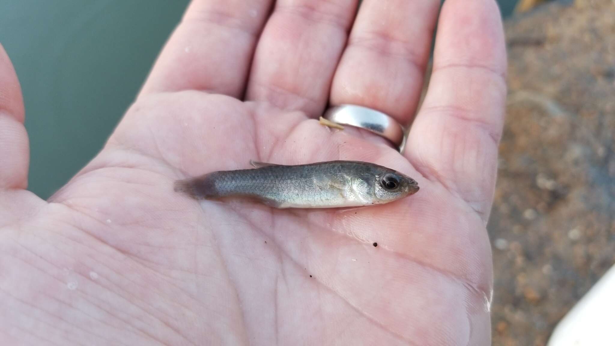 Image of Gulf Killifish