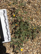 Image of strigose bird's-foot trefoil