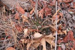 Image of Aloe greatheadii Schönland