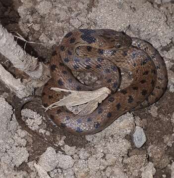 Leptodeira punctata (Peters 1866) resmi