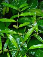 Image of Piper eucalyptifolium Rudge