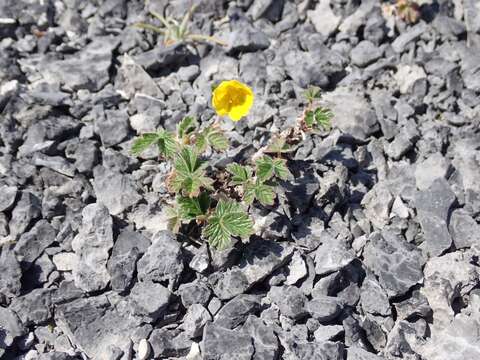 Image of snow cinquefoil