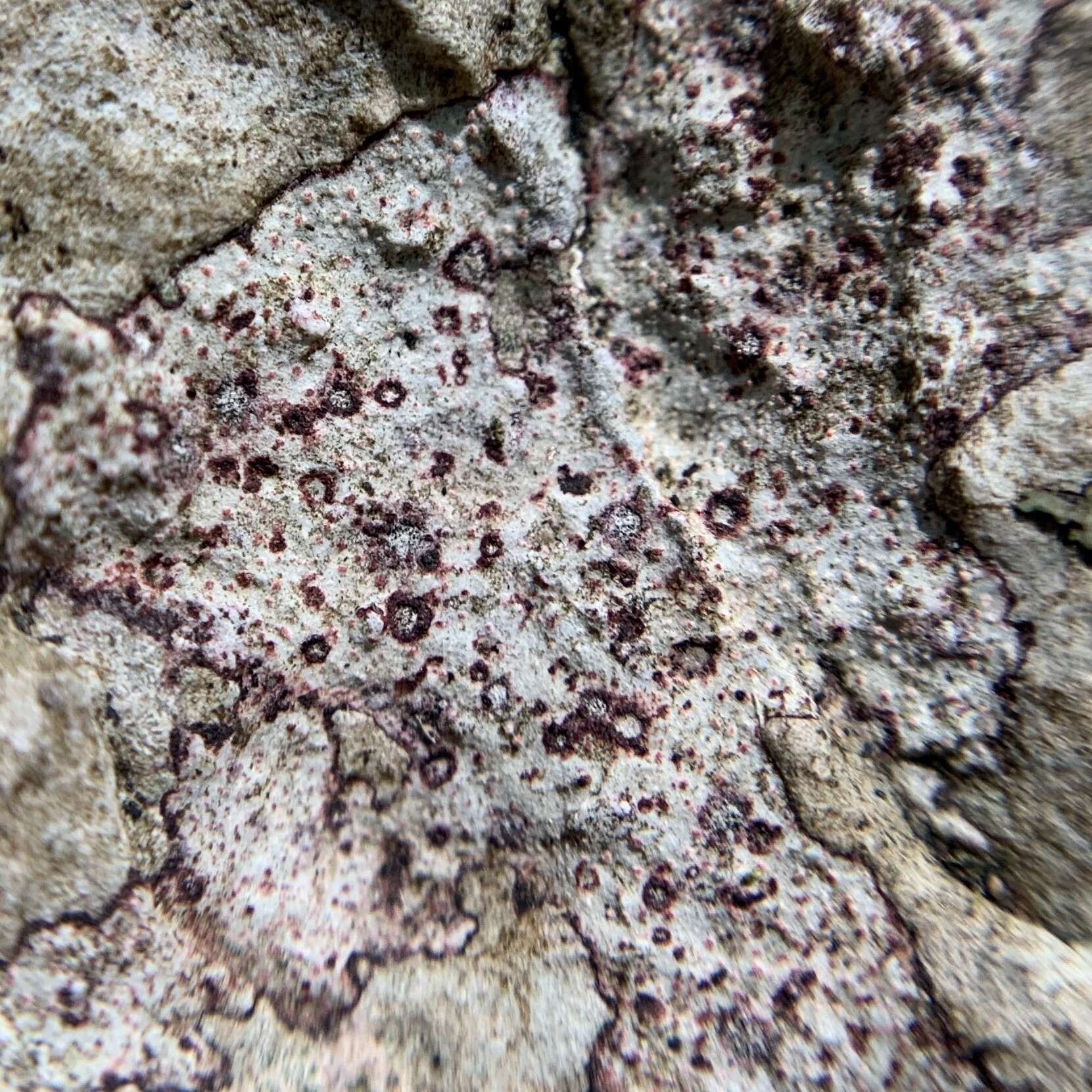 Image of wart lichen