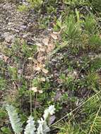 Image of blue nodding locoweed